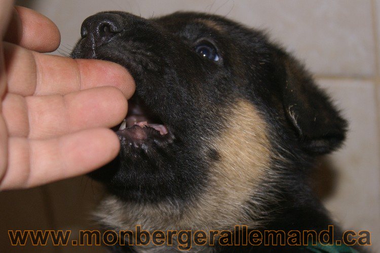 Chiots berger allemand - Lady 4 Juin 2011