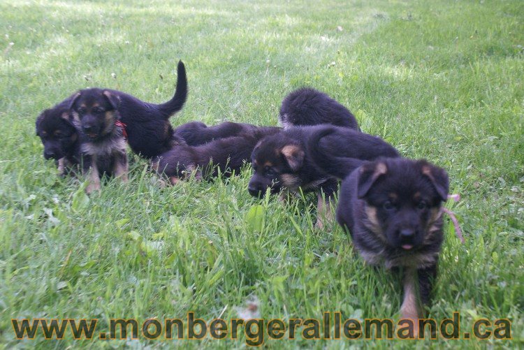 Chiots berger allemand - Lady 4 Juin 2011