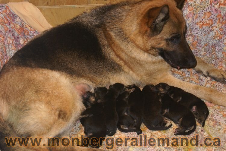 Chiots Kenya né le 7 juin 2011