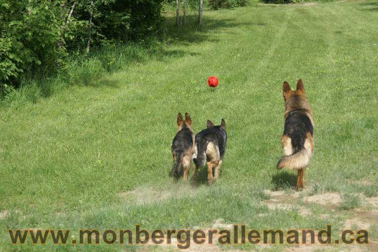 Lady - Chiots berger allemand a Lady