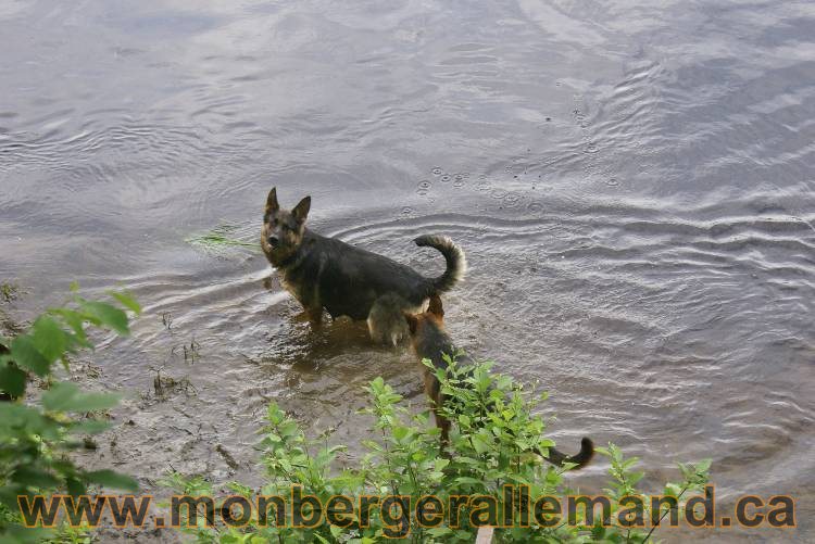 Lady - Chiots berger allemand a Lady