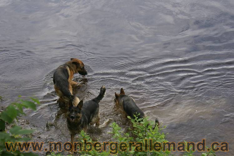 Lady - Chiots berger allemand a Lady