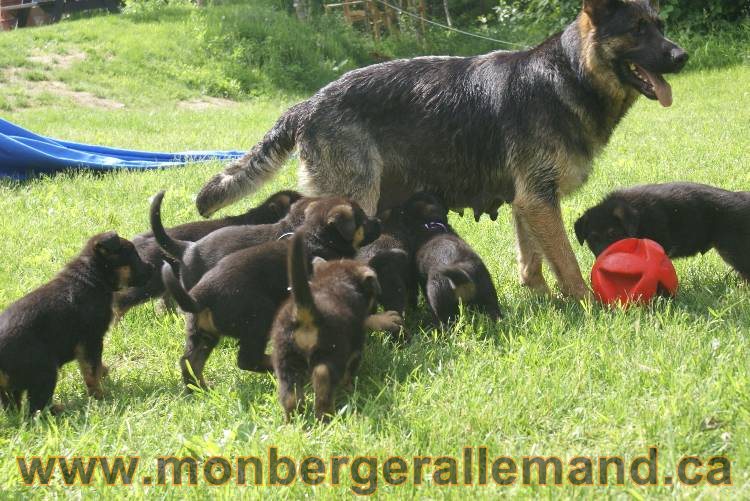 Lady - Chiots berger allemand a Lady