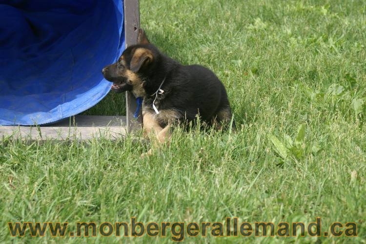 Lady - Chiots berger allemand a Lady