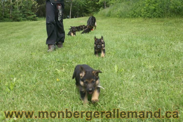 Lady - Chiots berger allemand a Lady