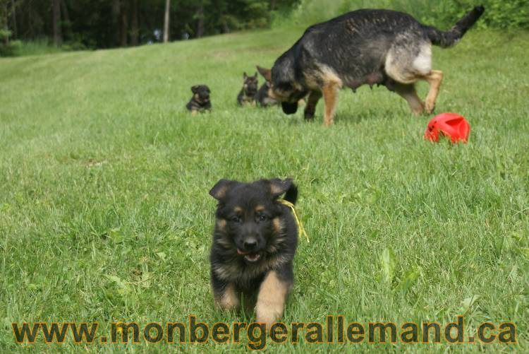 Lady - Chiots berger allemand a Lady