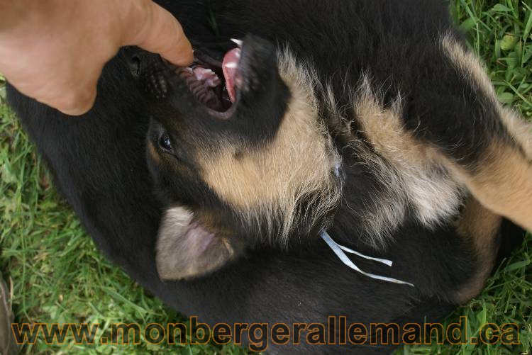 Lady - Chiots berger allemand a Lady