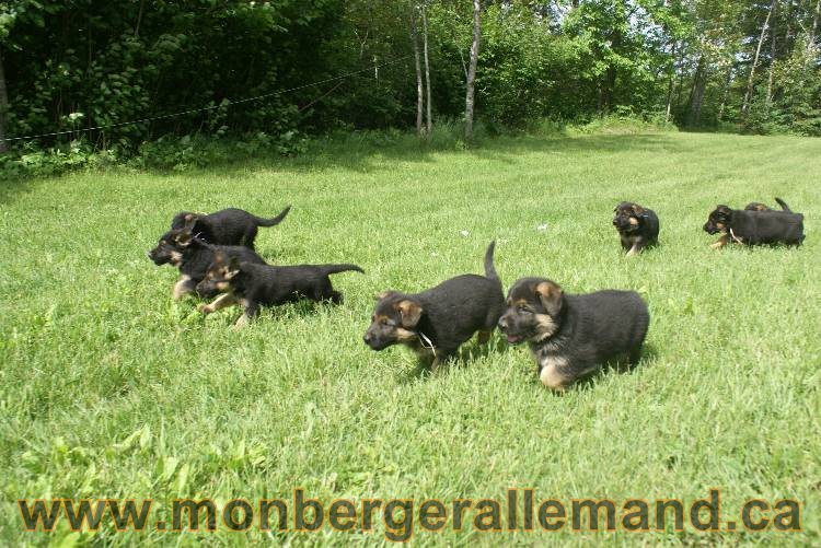 Chiots Lady 13 juin 2011 - Berger Allemand de grande lignée