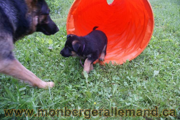 Chiots Lady 13 juin 2011 - Berger Allemand de grande lignée