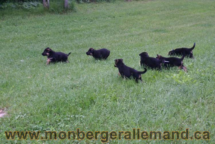 Chiots Lady 13 juin 2011 - Berger Allemand de grande lignée