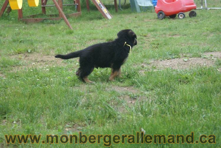 Chiots Lady 13 juin 2011 - Berger Allemand de grande lignée