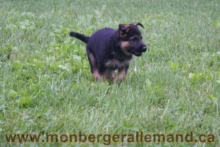 Chiots Lady 13 juin 2011 - Berger Allemand de grande lignée