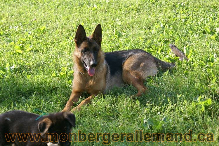 17 juin 2011 - Berger Allemand de grande LIgnée