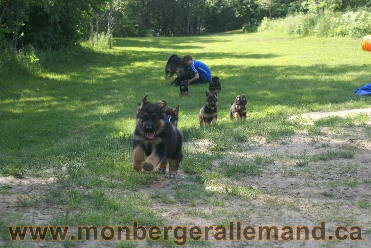 17 juin 2011 - Berger Allemand de grande LIgnée