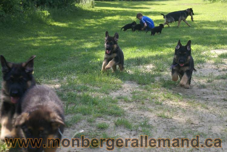 17 juin 2011 - Berger Allemand de grande LIgnée