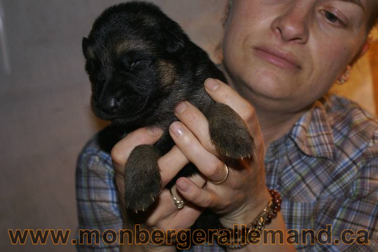 17 juin 2011 - Berger Allemand de grande LIgnée