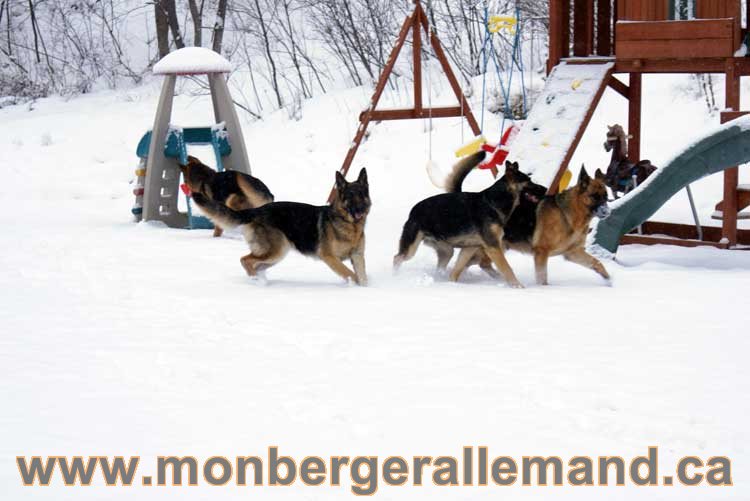 Nos chiens berger allemand - Chiot Berger Allemand a vendre regulierement - Québec, Canada , Montreal , gatineau sherbrooke, mirabel, lanaudière, laurentides, estrie et plus.