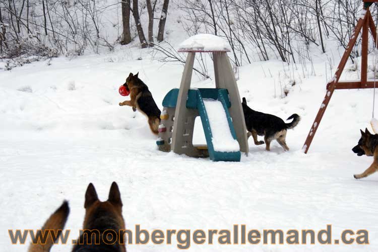 Nos chiens berger allemand - Chiot Berger Allemand a vendre regulierement - Québec, Canada , Montreal , gatineau sherbrooke, mirabel, lanaudière, laurentides, estrie et plus.