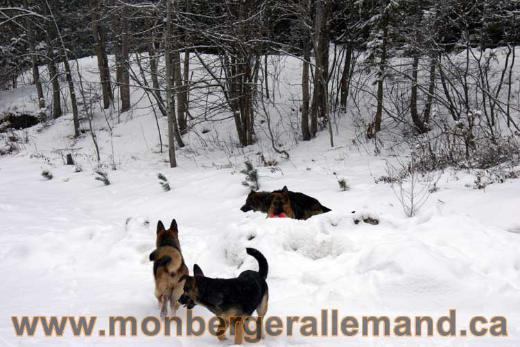 Nos chiens berger allemand - Chiot Berger Allemand a vendre regulierement - Québec, Canada , Montreal , gatineau sherbrooke, mirabel, lanaudière, laurentides, estrie et plus.