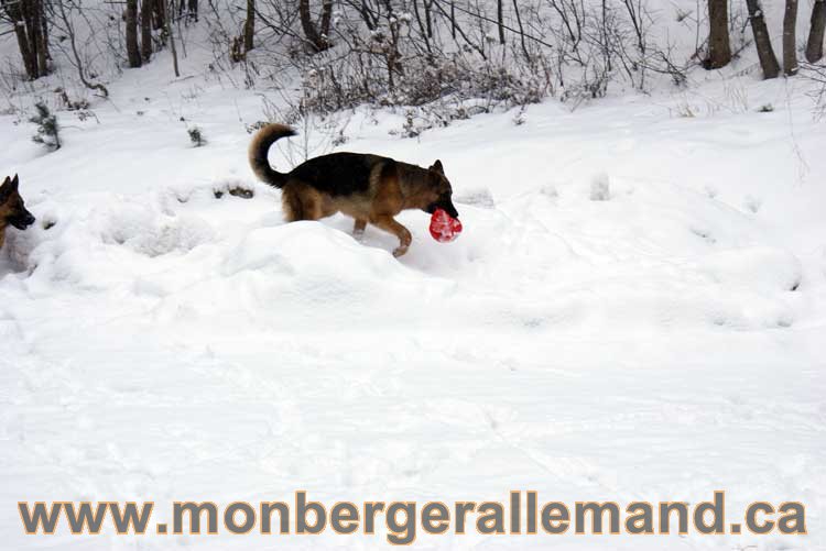 Nos chiens berger allemand - Chiot Berger Allemand a vendre regulierement - Québec, Canada , Montreal , gatineau sherbrooke, mirabel, lanaudière, laurentides, estrie et plus.