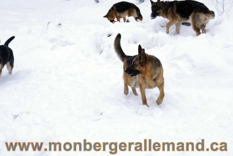 Chiot Berger Allemand a vendre regulierement - Québec, Canada , Montreal , gatineau sherbrooke, mirabel, lanaudière, laurentides, estrie et plus.