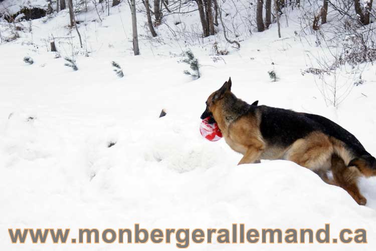 Chiot Berger Allemand a vendre regulierement - Québec, Canada , Montreal , gatineau sherbrooke, mirabel, lanaudière, laurentides, estrie et plus.