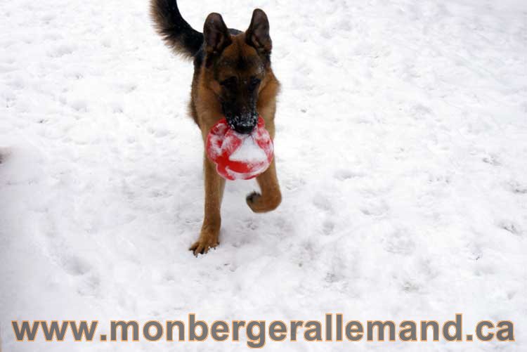 Chiot Berger Allemand a vendre regulierement - Québec, Canada , Montreal , gatineau sherbrooke, mirabel, lanaudière, laurentides, estrie et plus.