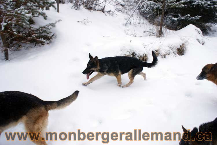 Chiot Berger Allemand a vendre regulierement - Québec, Canada , Montreal , gatineau sherbrooke, mirabel, lanaudière, laurentides, estrie et plus.