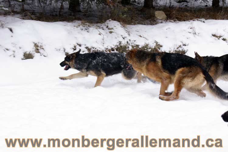 Chiots Berger Allemand a vendre regulierement - Québec, Canada , Montreal , gatineau sherbrooke, mirabel, lanaudière, laurentides, estrie et plus.