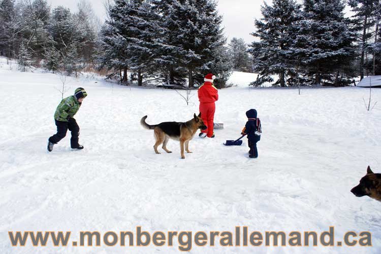 Berger allemand 2011 -  OPutaouais, Laurentides, de Montreal a sherbrooke,  de l'estrie a la monteregie Québec, Canada