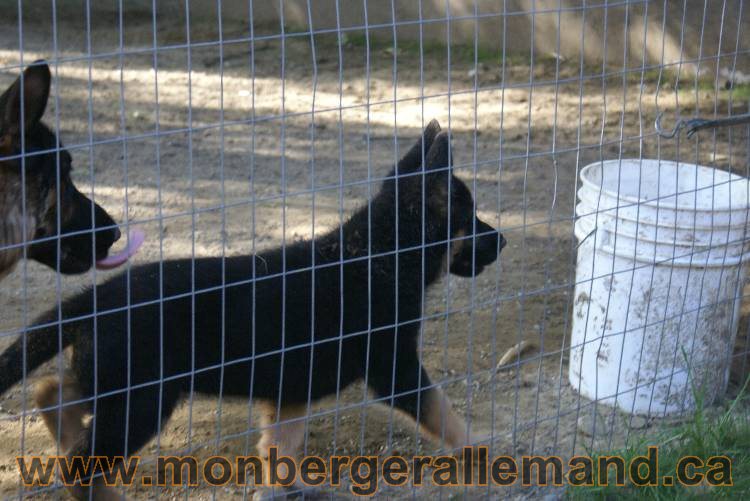 Berger allemand - Juillet 2011