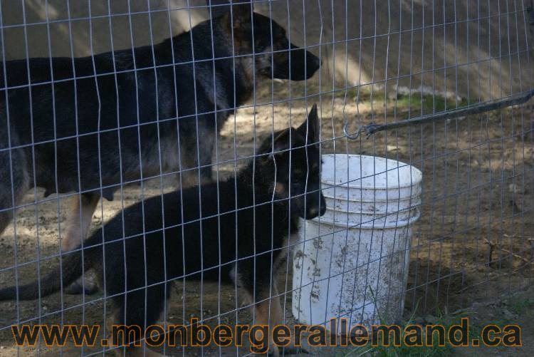 Berger allemand - Juillet 2011