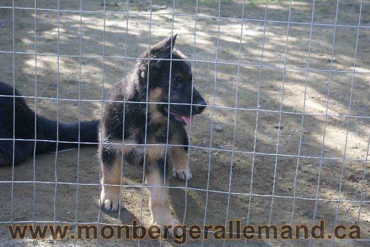 Berger allemand - Juillet 2011