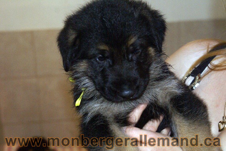 Jaune - Male - Berger Allemand