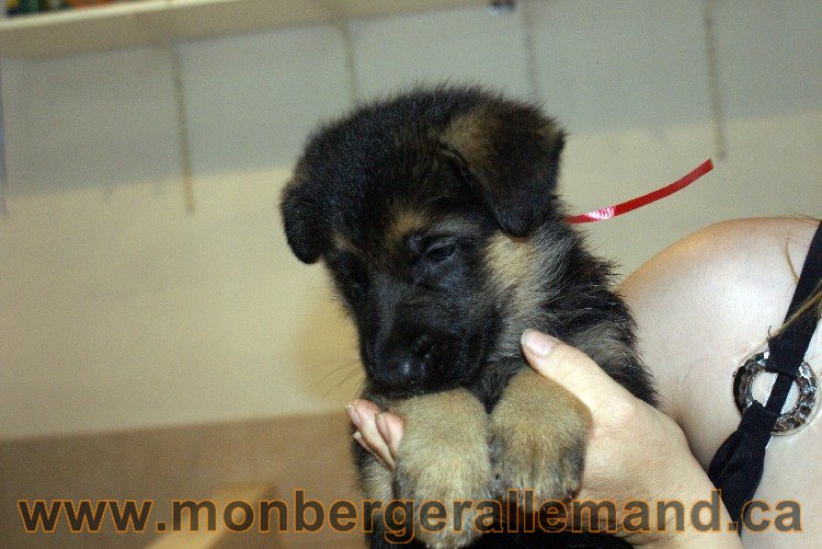 Ruby - FEmelle - Berger Allemand