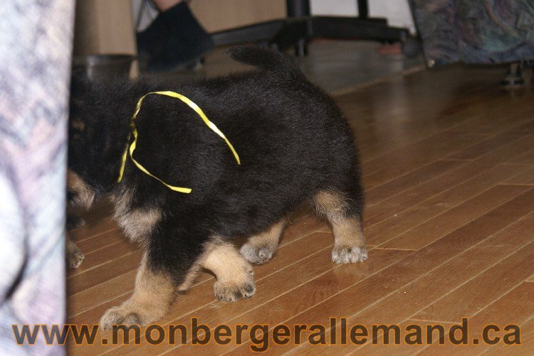 Jaune - Male Berger allemand