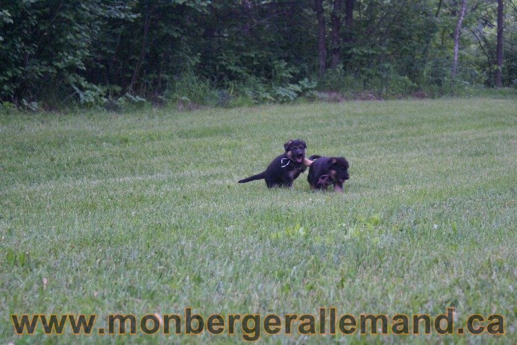 Chiots Berger allemand a Lady 8 Juin 2011