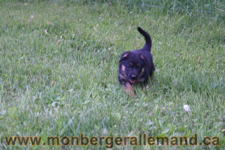 Chiots Berger allemand a Lady 8 Juin 2011