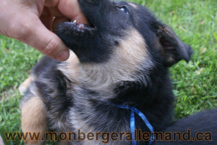 Chiots Berger allemand a Lady 8 Juin 2011