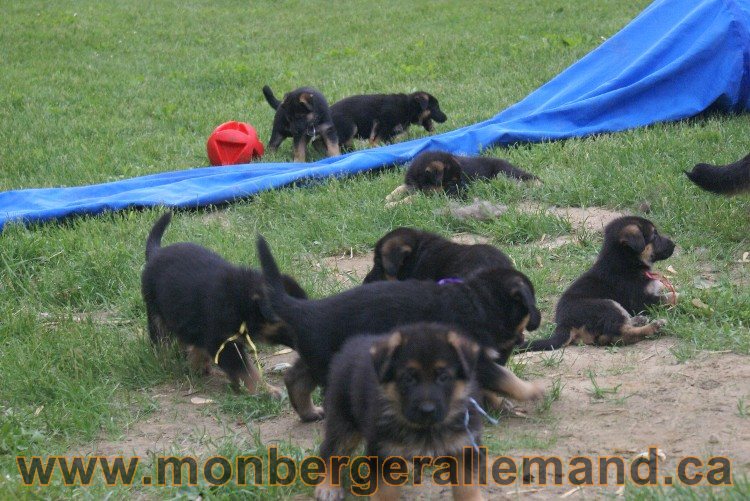 Chiots Berger allemand a Lady 8 Juin 2011