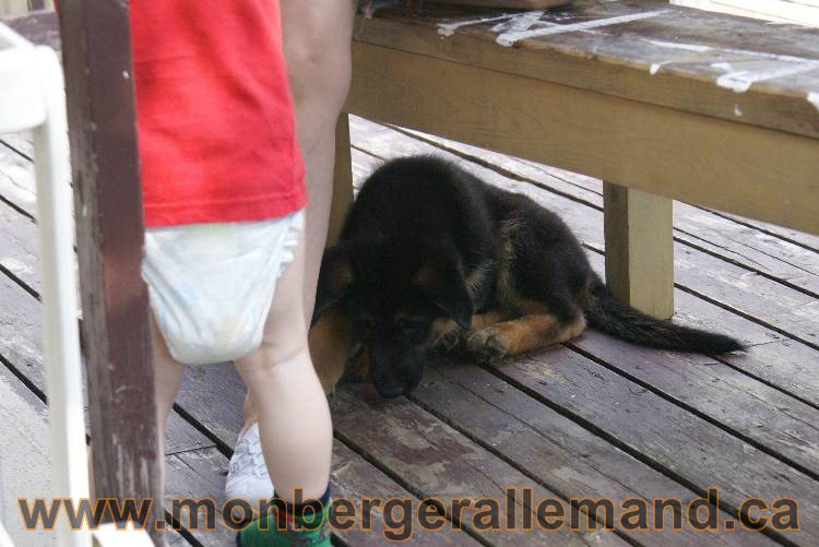 4 juillet 2011 chiot berger allemand disponible