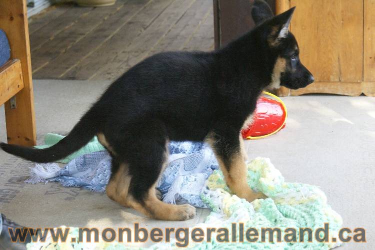 4 juillet 2011 chiot berger allemand disponible