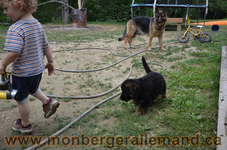 Les chiots berger allemand - 3 Aout 2011