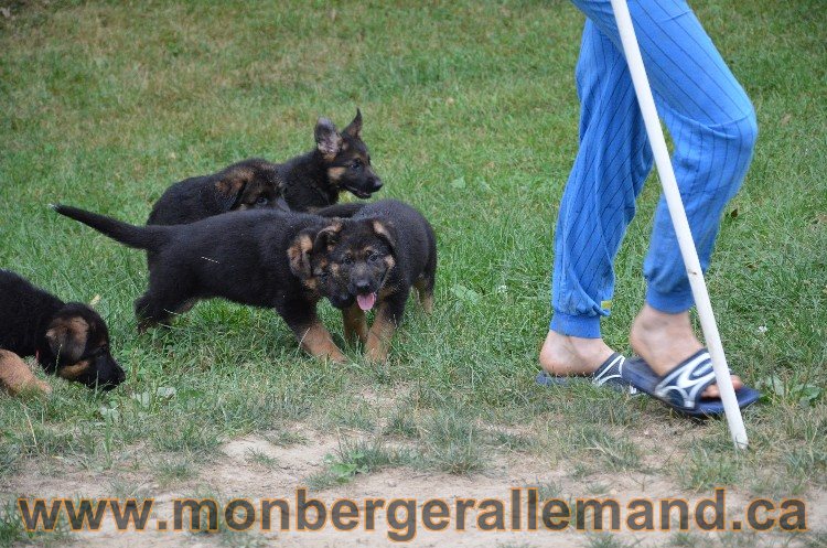 Les chiots - Berger allemand de grande lignées !