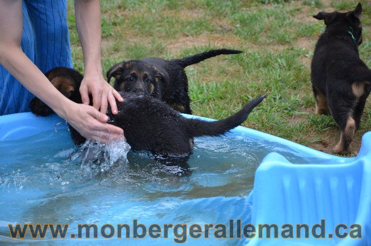 Les chiots - Berger allemand de grande lignées !