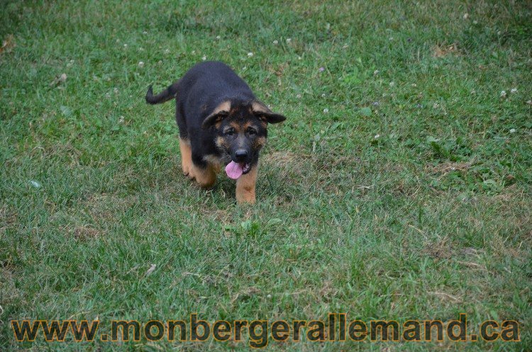 Les chiots - Berger allemand de grande lignées !