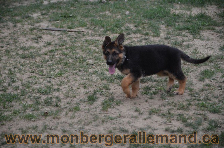 Les chiots - Berger allemand de grande lignées !