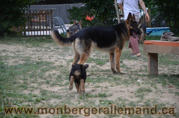 Les chiots - Berger allemand de grande lignées !