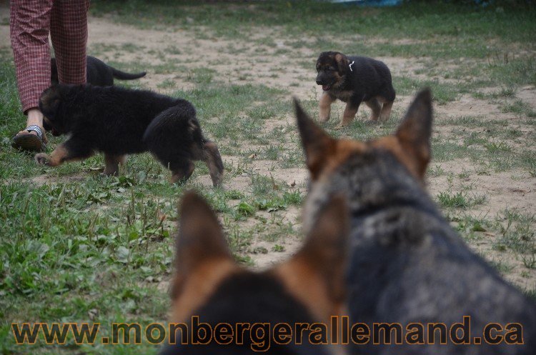 Les chiots - Berger allemand de grande lignées !