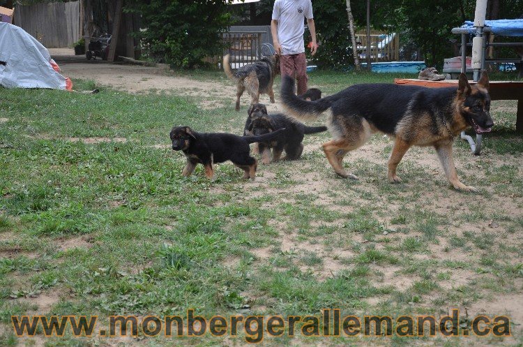 Les chiots - Berger allemand de grande lignées !